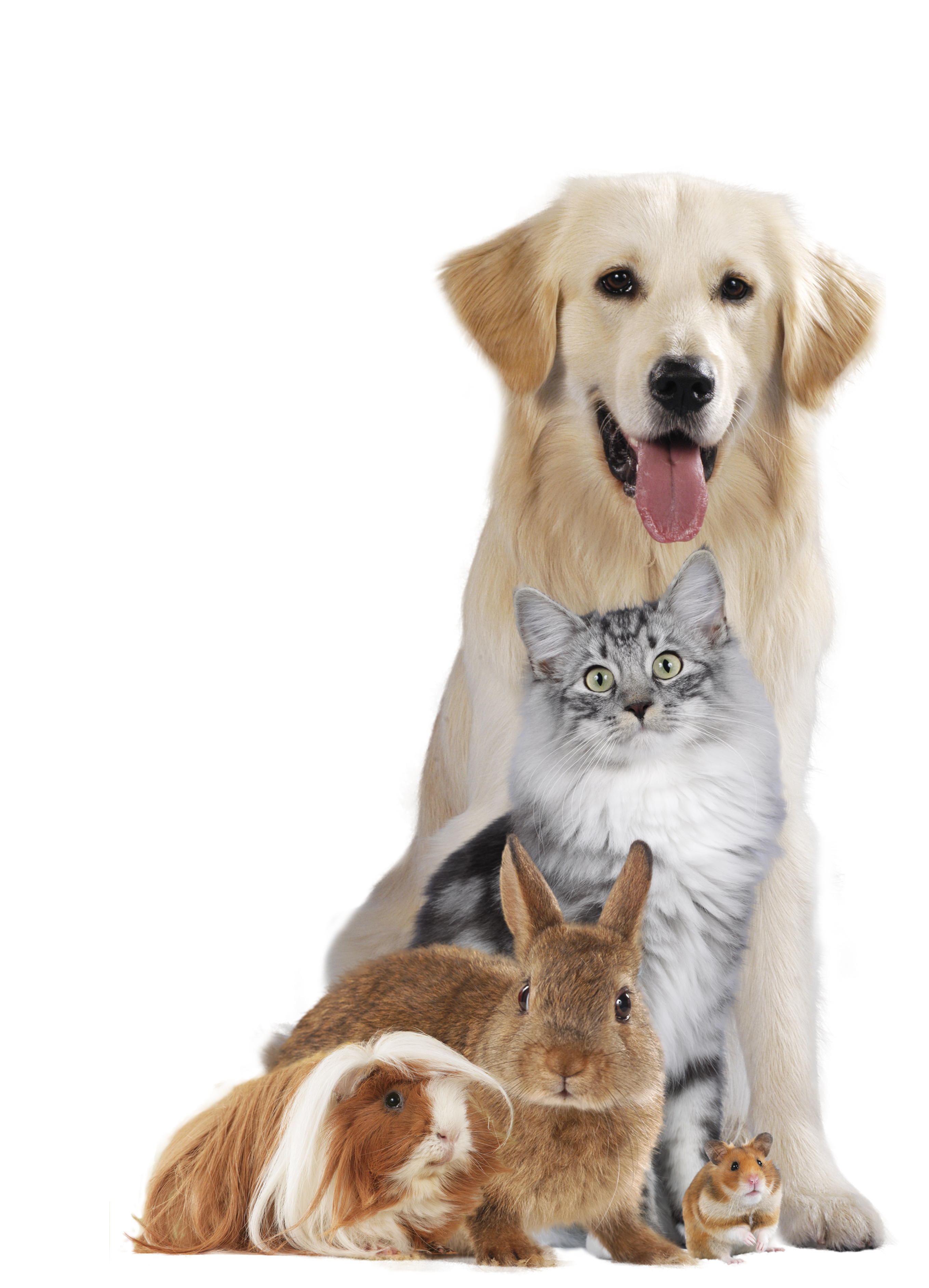 Re-homing Your Pet - Re-homing Your Pet
