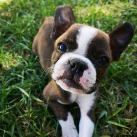 adorable animal animal photography 1954515 adorable animal animal photography 1954515 - Leader in Training Program