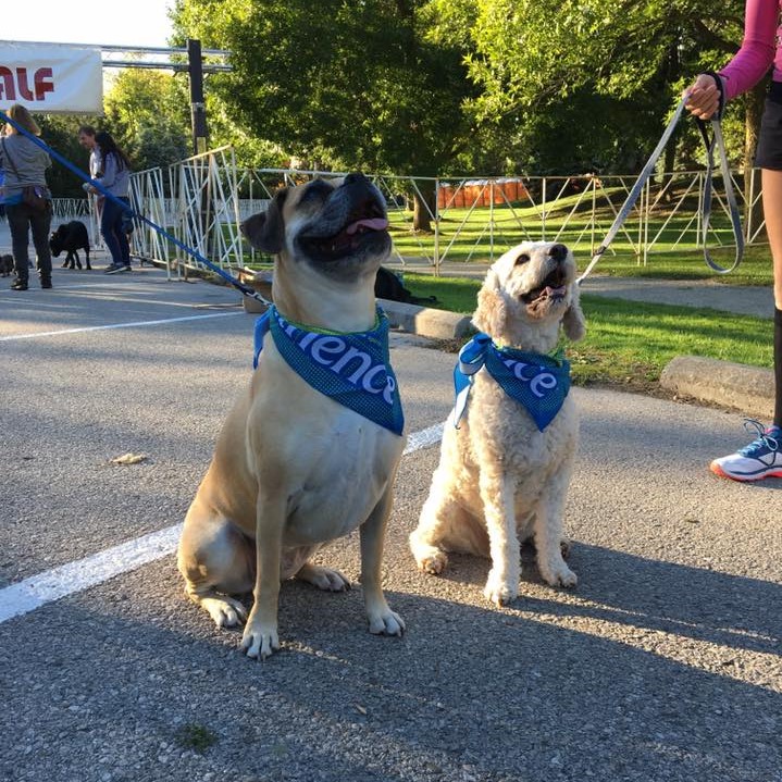 mutt strutt 2 square - Mutt Strutt 2k