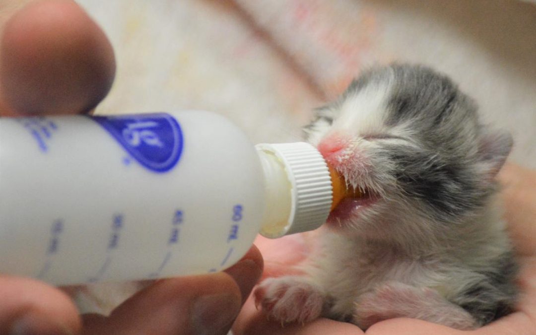 Ontario Introduces New Animal Welfare Legislation Ontario Introduces New Animal Welfare Legislation