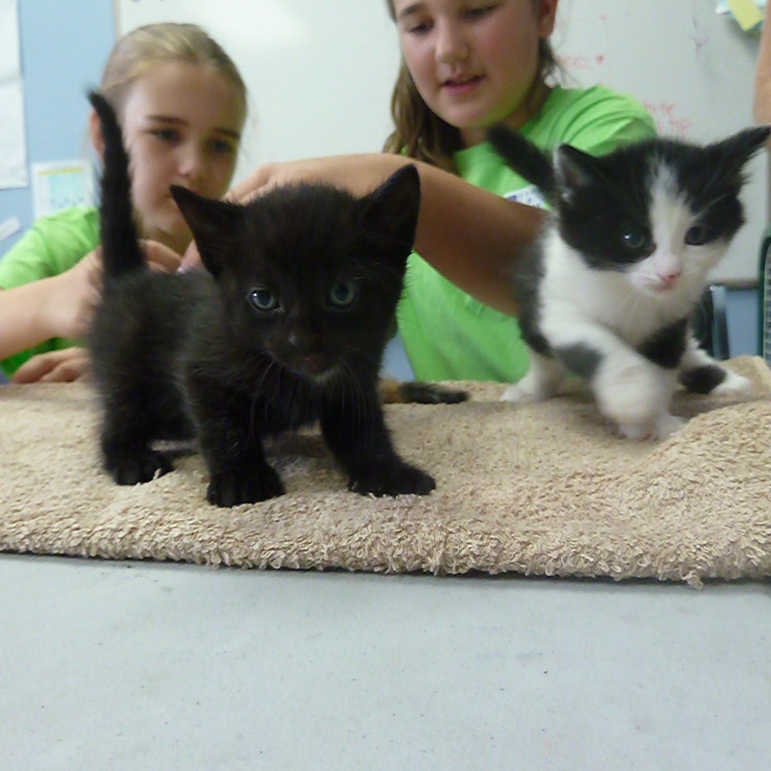 Camp 2014 kids and kittens 1 Camp 2014 kids and kittens 1 - Critter Camp for Strike Day
