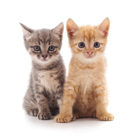 Adopt A Pet rs Adopt A Pet rs - Home