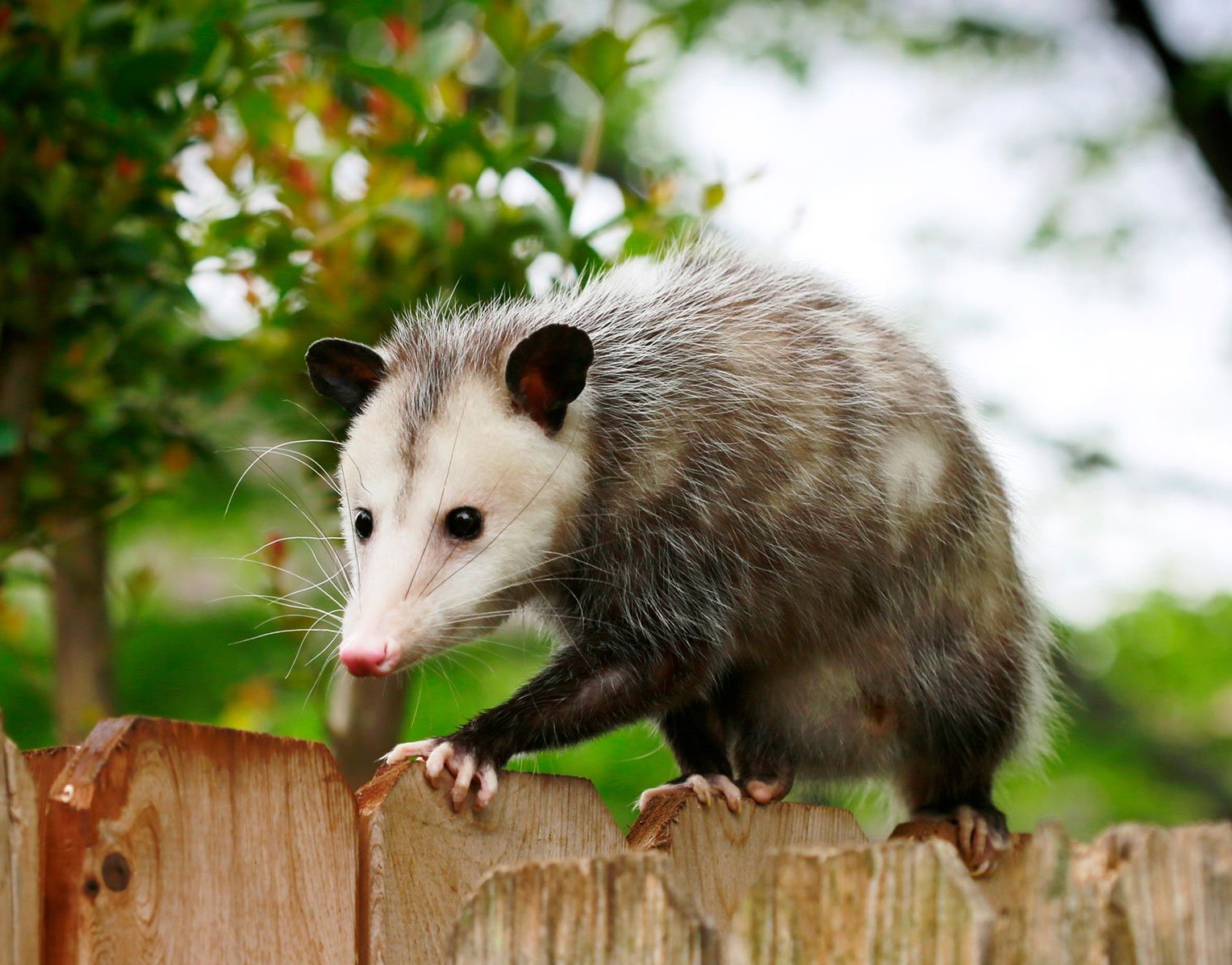 Opossum rescued in Milton - Oakville & Milton Humane Society
