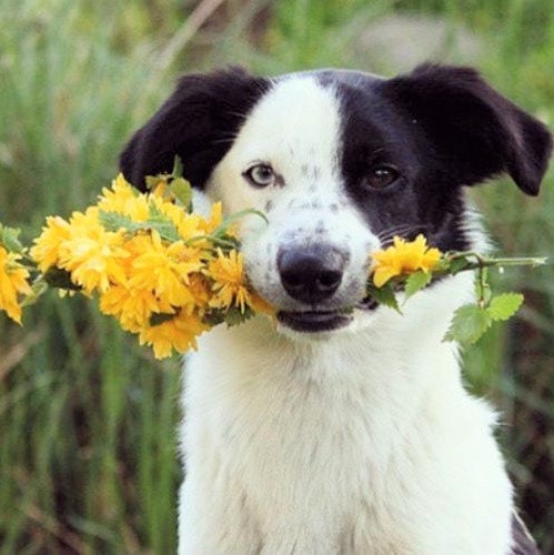 dog spring square dog spring square - Lottery