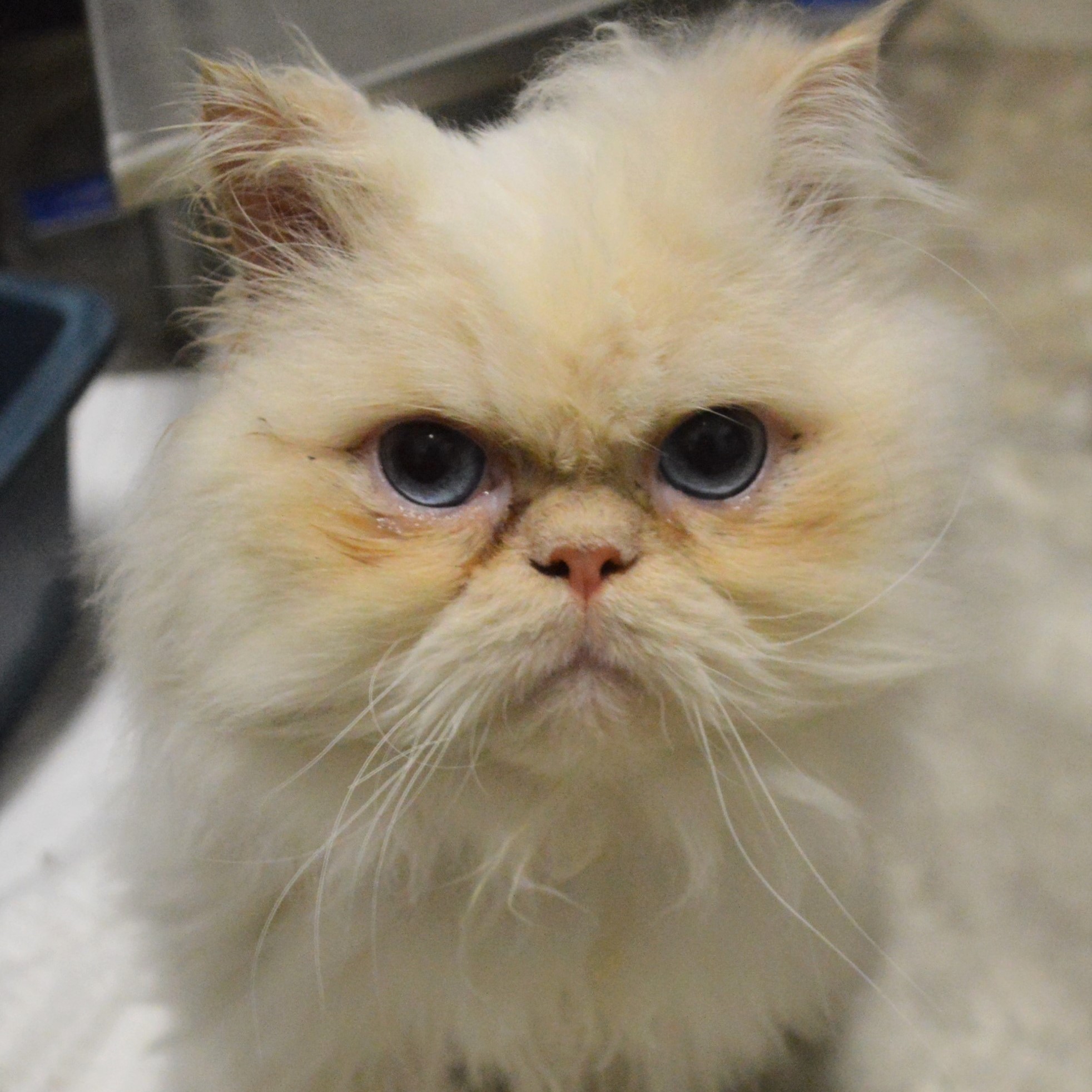 203 winston 203 winston - Help Care for an Animal
