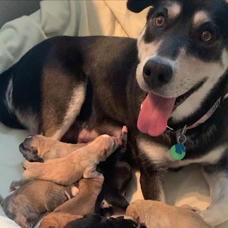 Lita and her 10 pups Lita and her 10 pups - Help Care for an Animal