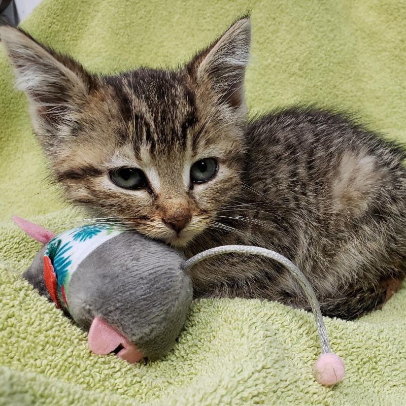unnamed 25 unnamed 25 - Help Care for an Animal