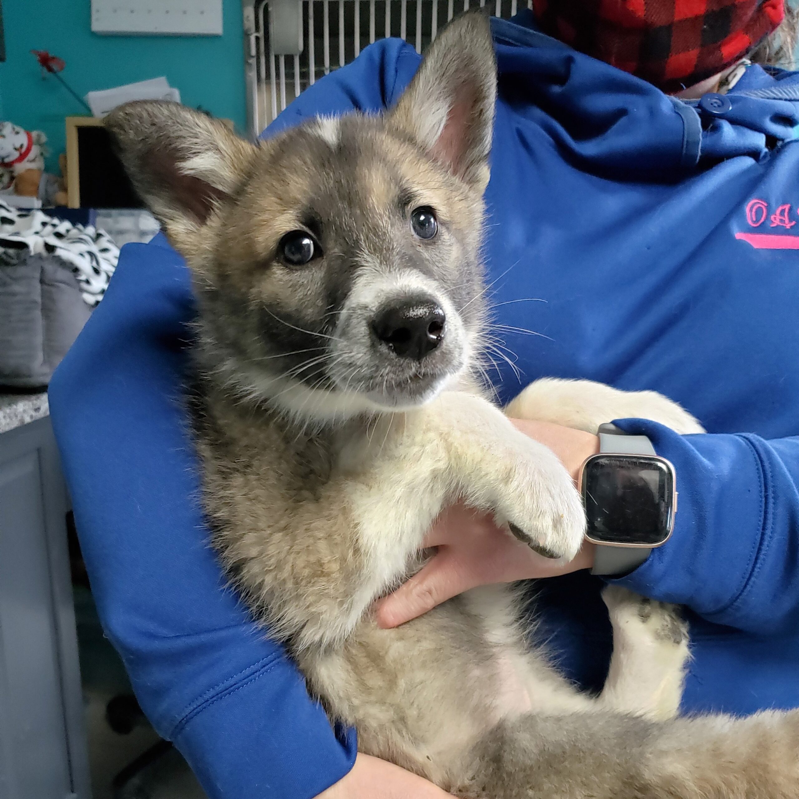 Sheri scaled Sheri scaled - Help Care for an Animal