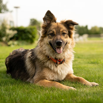 dog shepherd jane duursma square dog shepherd jane duursma square - Home