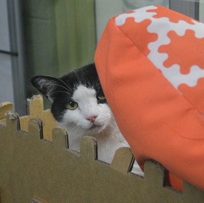 Chuck peaking behind a pillow