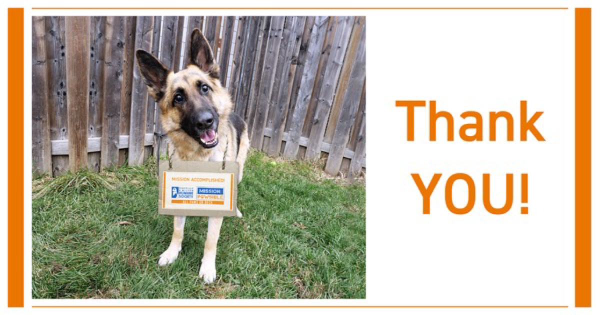 A dog with a thank you tag