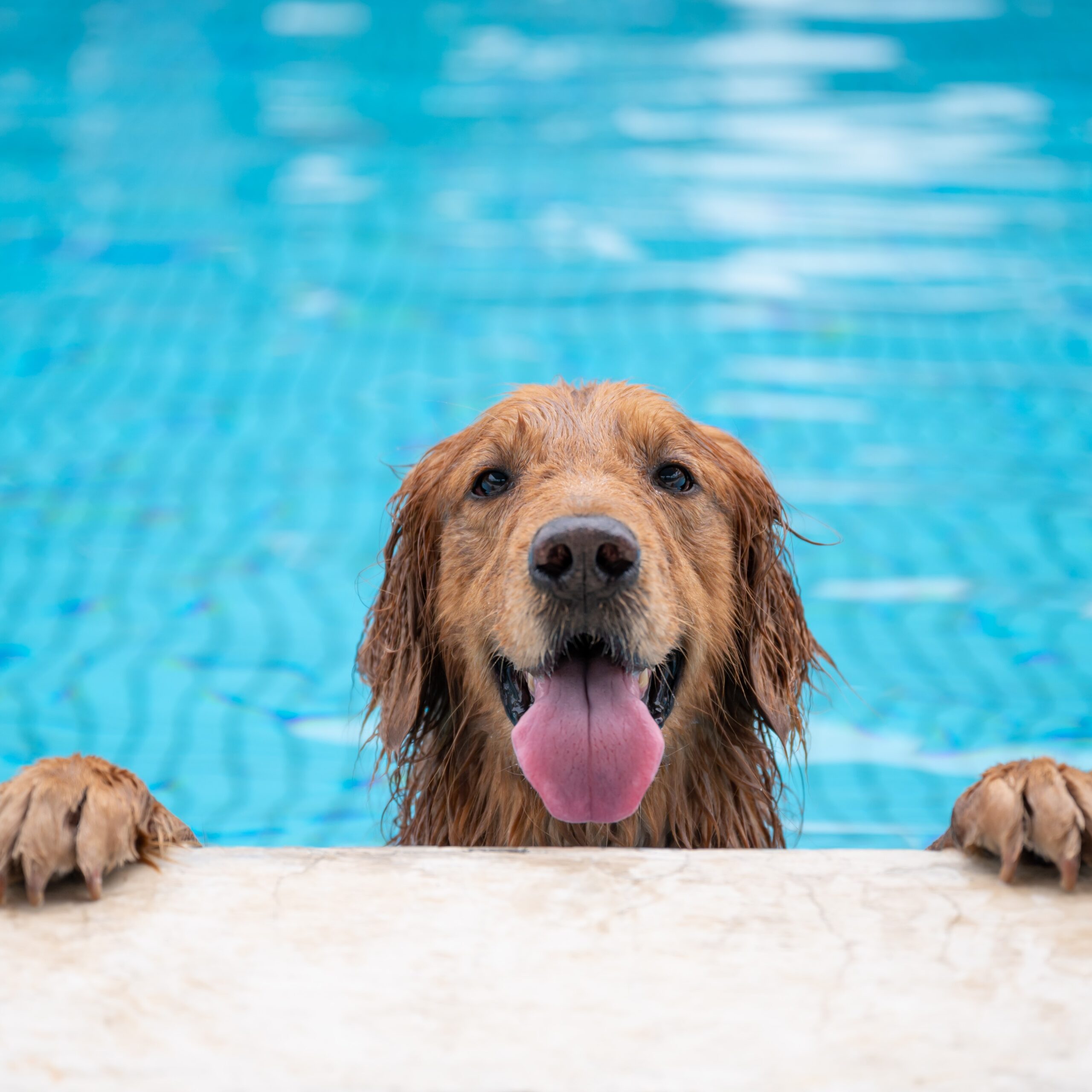 Golden retriever lying by the pool