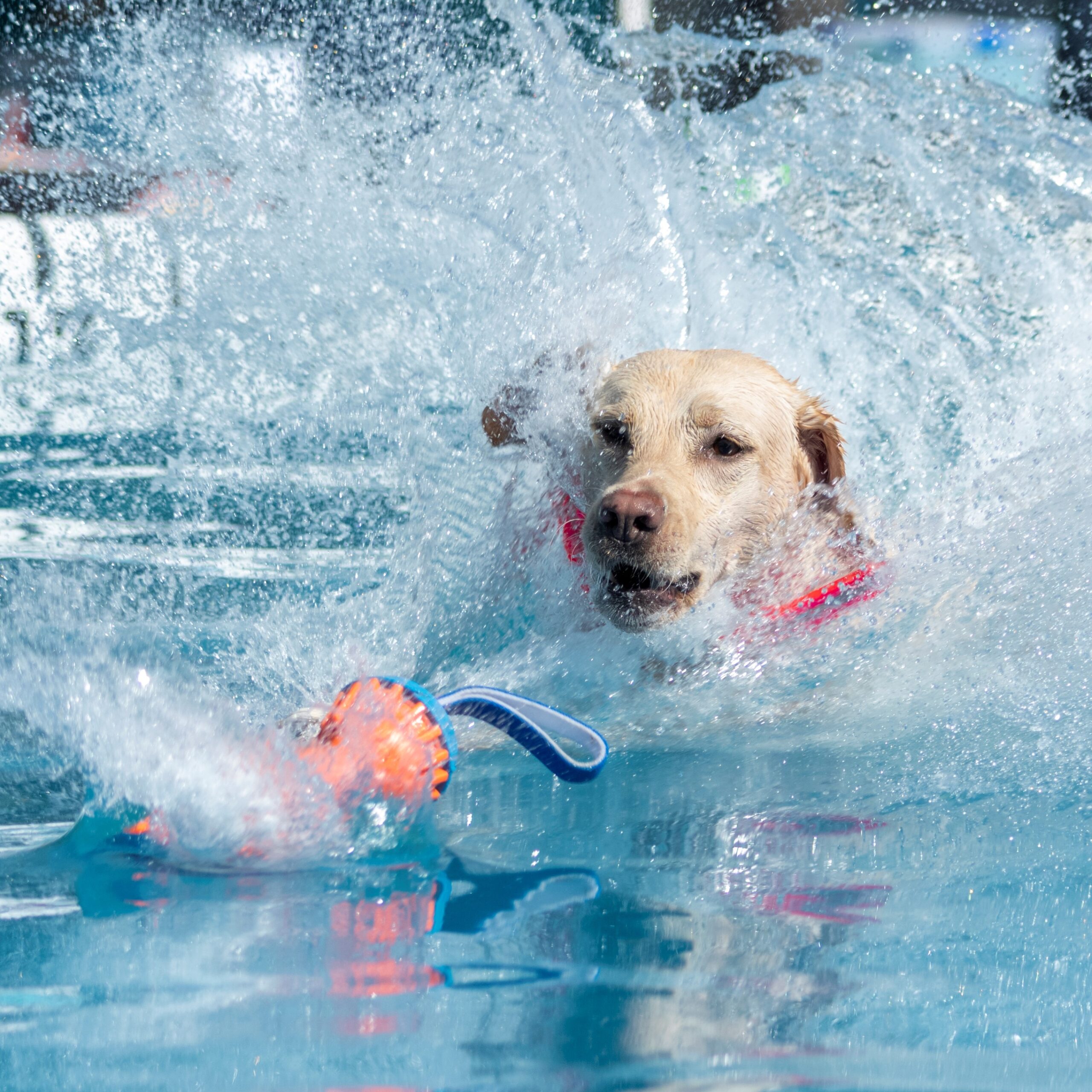 Yellow Labrador Retriever landing in the pool