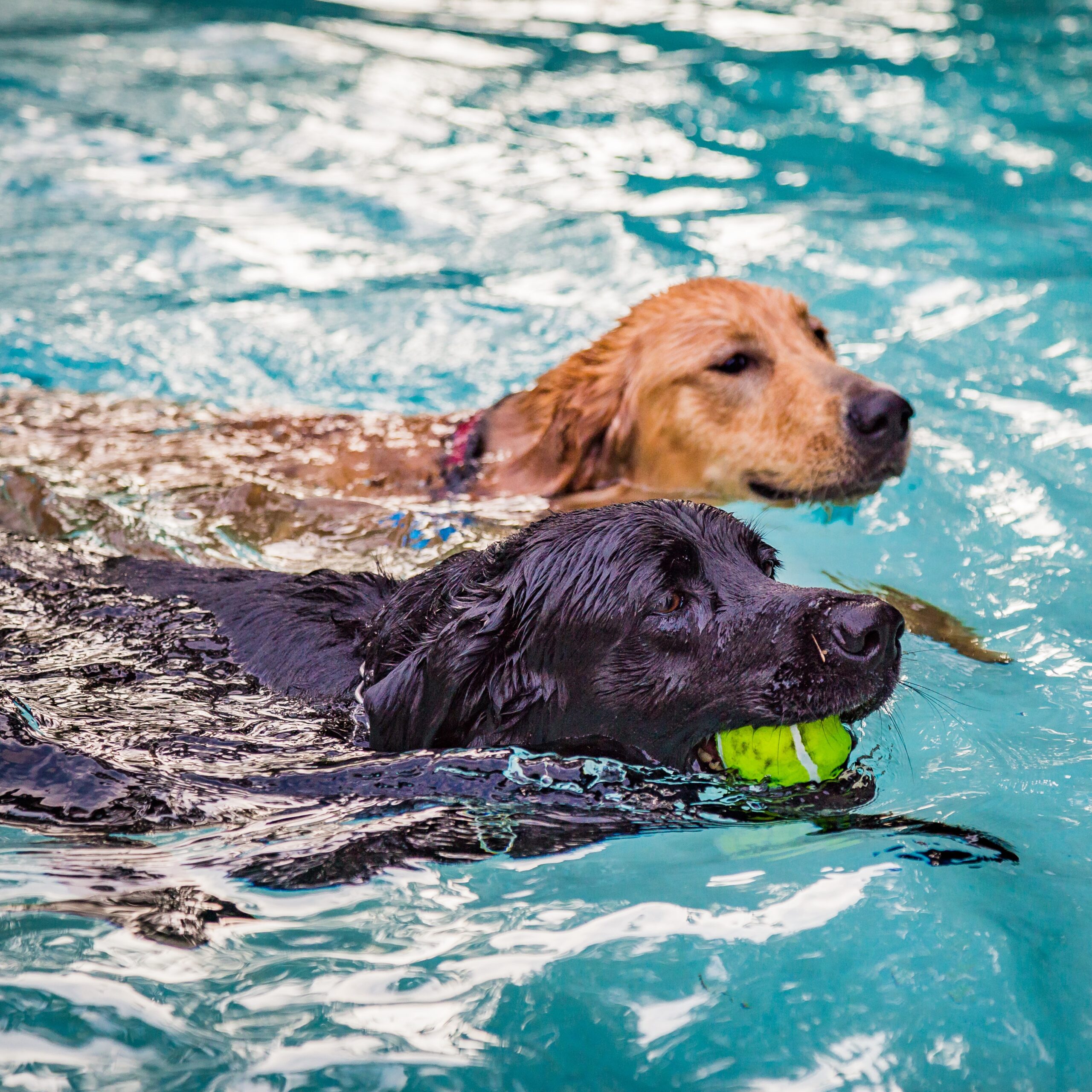 Dogs having a 'ball' in the pool!