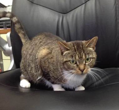 This cat received life saving care and was adopted thanks to Dr Schmidt and his team.