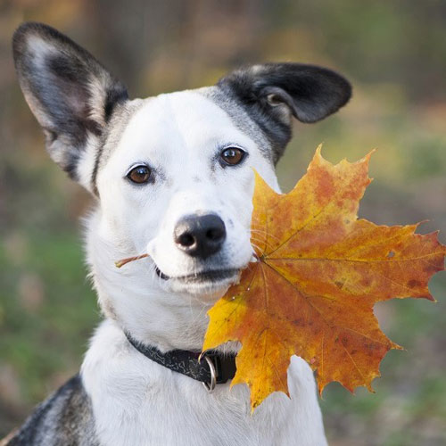 Fall Lottery Dog Fall Lottery Dog - Lottery