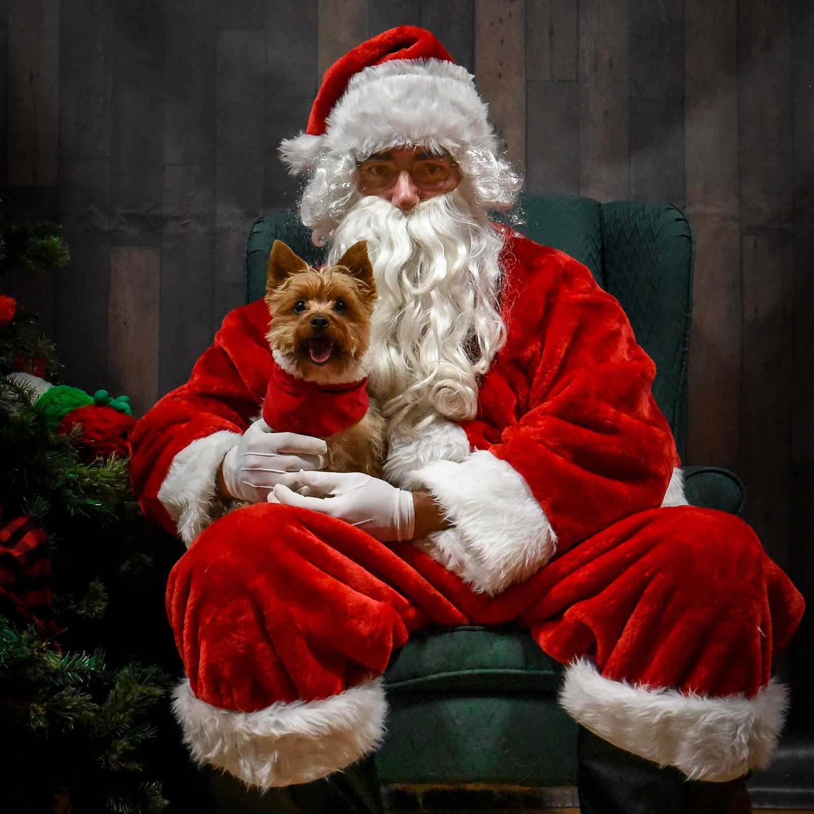 Santa sitting next to a Christmas tree holding a small dog.