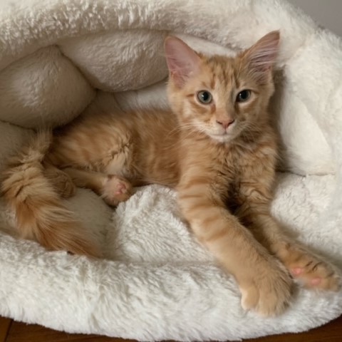 Simba (2) Simba (2)