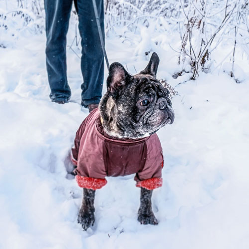 Brrrr… Keeping Your Furbaby Warm and Safe this Winter