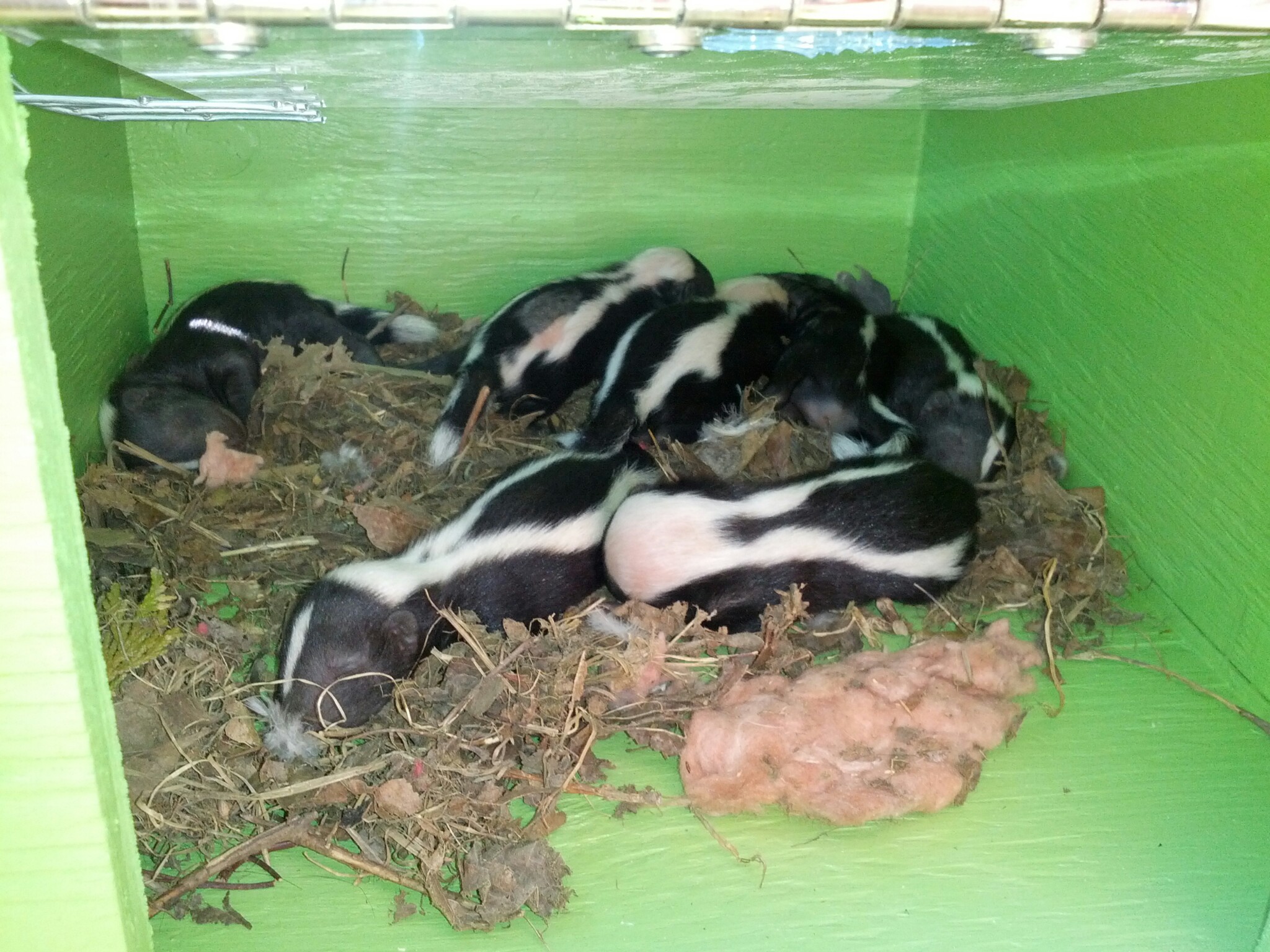 Baby skunks resting in a heated baby reunion box
