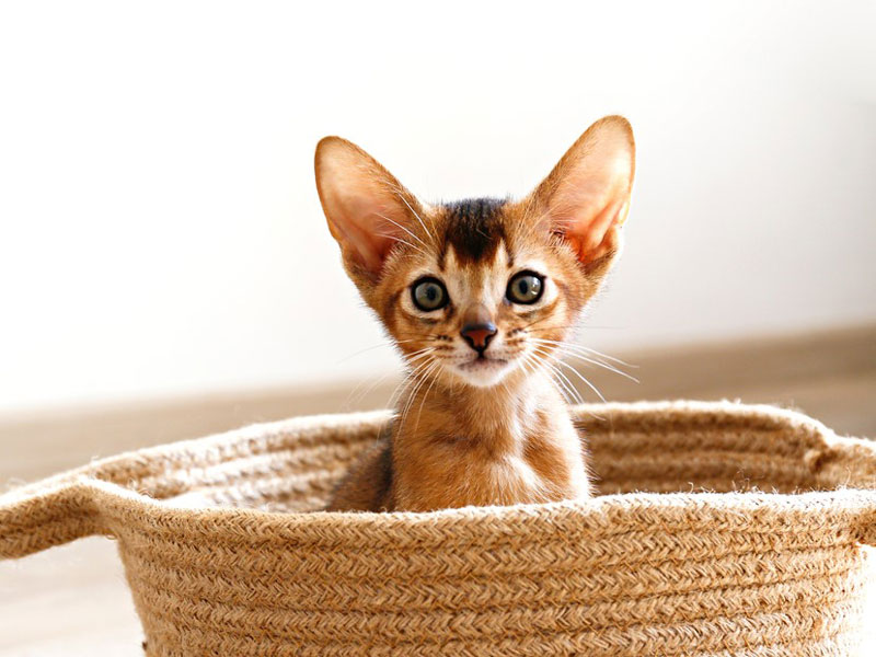 Kitten in a basket