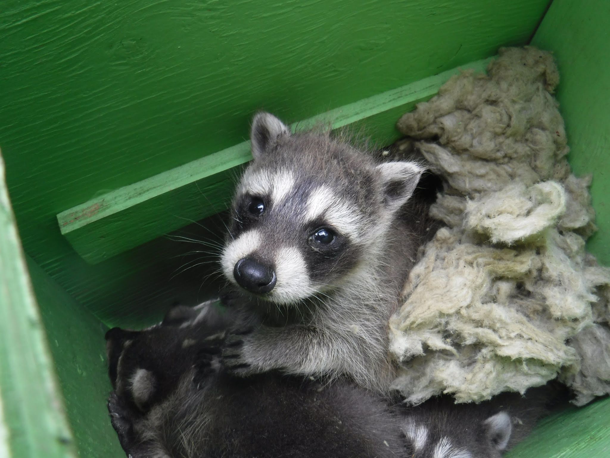 baby raccoon in heated baby reunion box Skedaddle 1