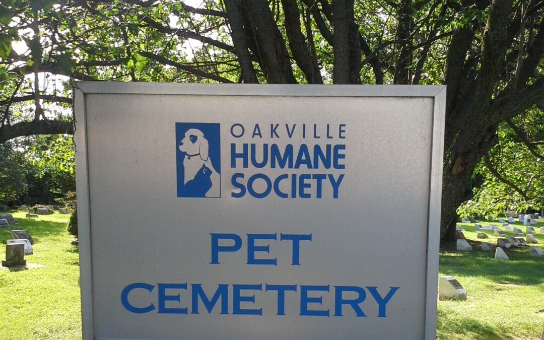Preserving the memories: OMHS pet cemetery excavation