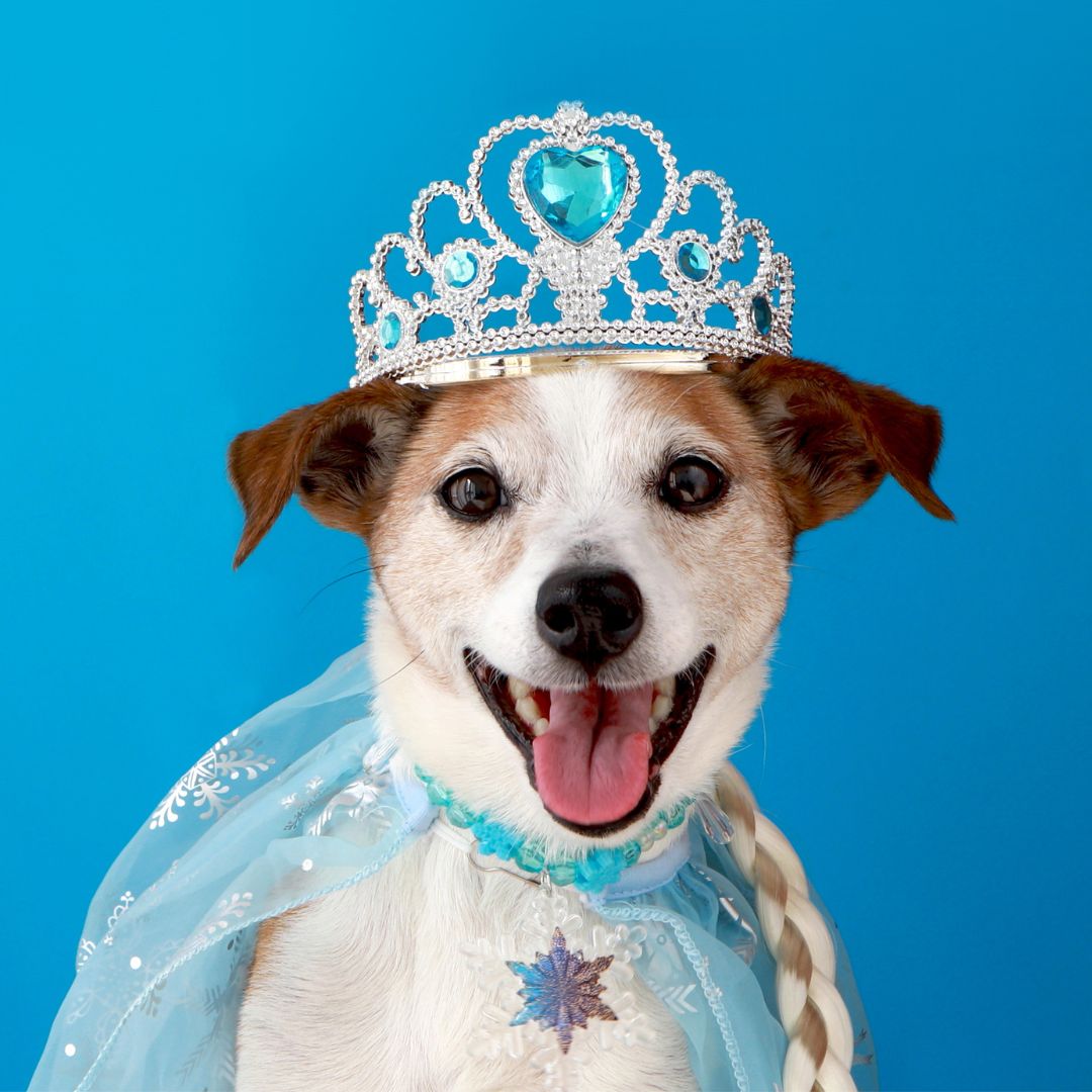dog-princess-party