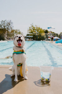 A Husky sitting next to an OMHS bucket of tennis balls, a pool in the background