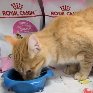 An orange cat eats Royal Canin kibble from a blue bowl.