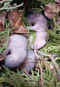Three newborn squirrels nested in leaves.