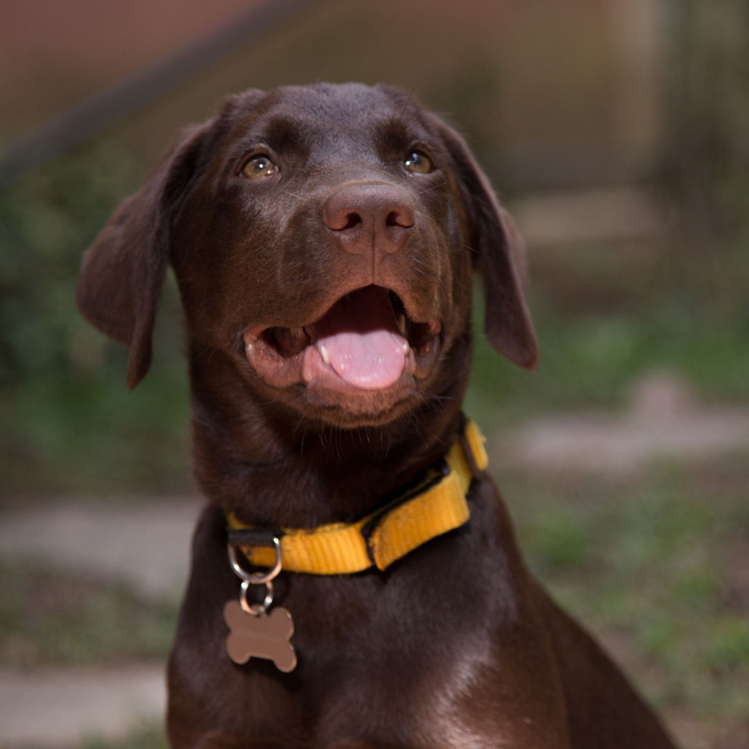A brown Lab dog with a yellow collar and bone-shaped dog tag