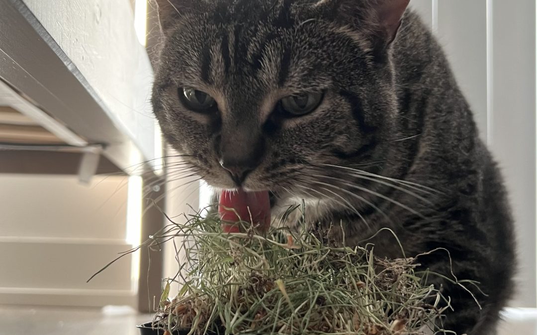 Cat Enrichment: Why it's important and how you can enhance your feline's life