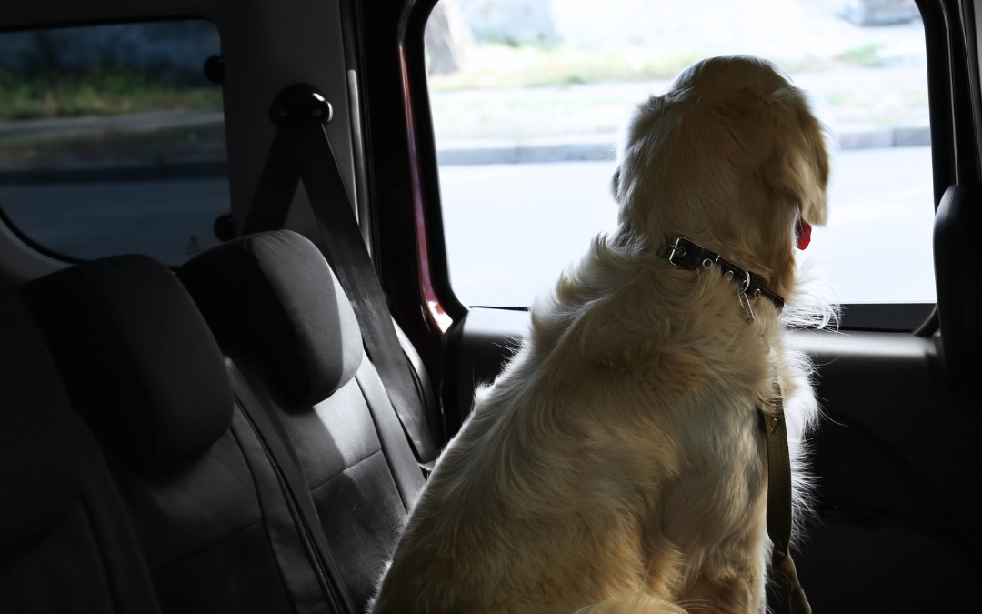 Just Don’t Do It: The Dangers of Pets and Hot Cars