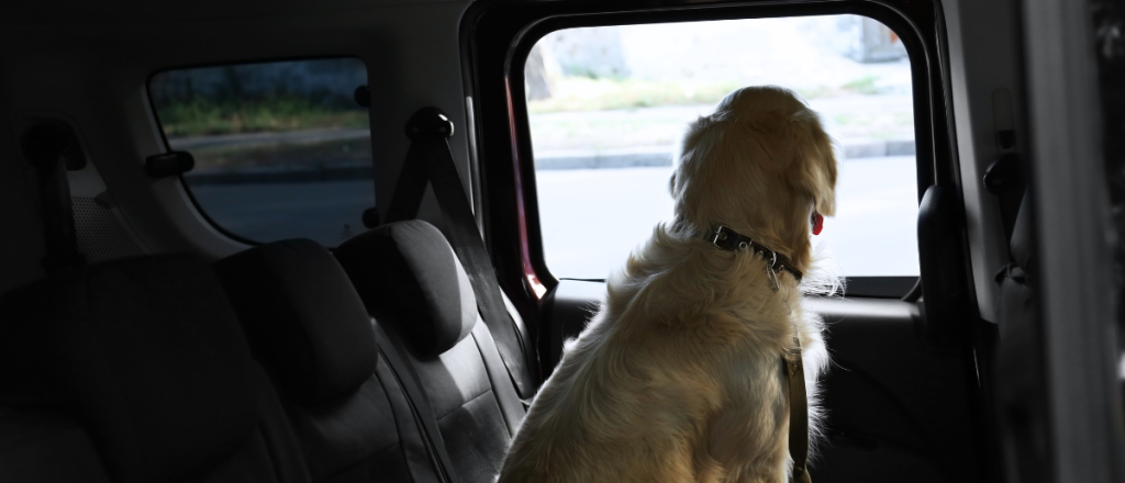 Just Don’t Do It: The Dangers of Pets and Hot Cars - Just Don’t Do It: The Dangers of Pets and Hot Cars