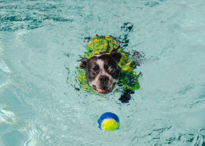 Doggie Dip - Doggie Dip