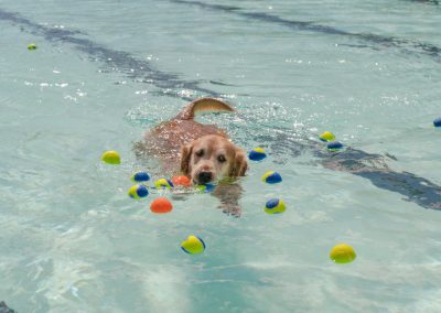 Doggie Dip - Doggie Dip