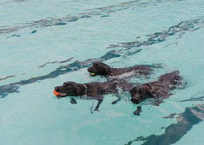 Doggie Dip - Doggie Dip