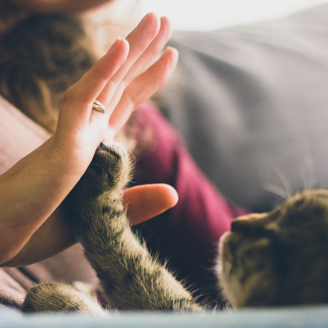 pawsitive-partner-celebrateyou pawsitive-partner-celebrateyou