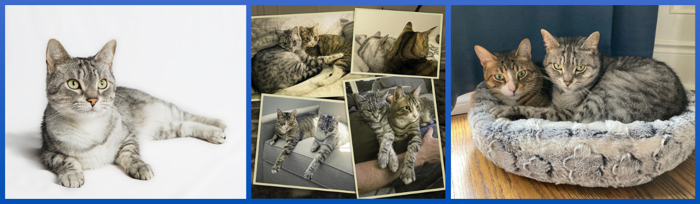 - Lisa Studnicki Hunt: A Legacy of Love and Compassion for Animals