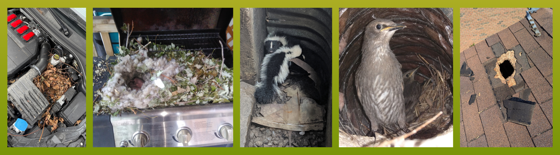 - Spring Wildlife Prevention Checklist