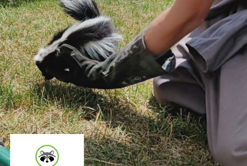 Spring Wildlife Prevention Checklist Spring Wildlife Prevention Checklist