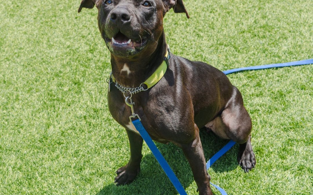 OMHS Pit Bull Heads West After 257 Days in Shelter OMHS Pit Bull Heads West After 257 Days in Shelter