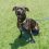 OMHS Pit Bull Heads West After 257 Days in Shelter