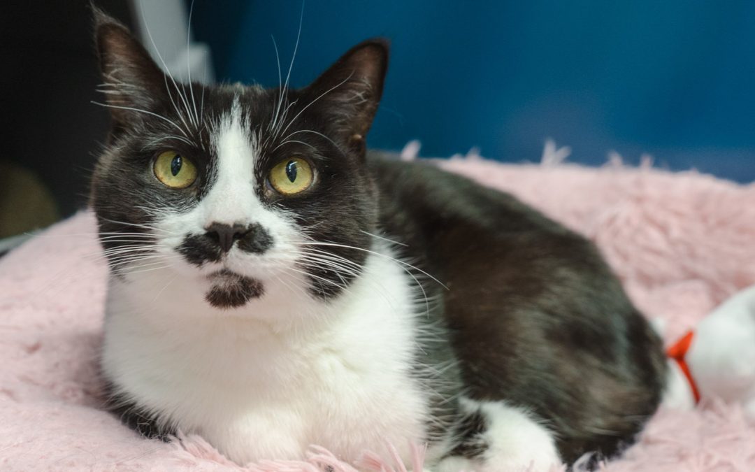 June is Adopt-a-Cat Month – Find Your New Feline Friend! June is Adopt-a-Cat Month – Find Your New Feline Friend!