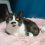 June is Adopt-a-Cat Month – Find Your New Feline Friend!
