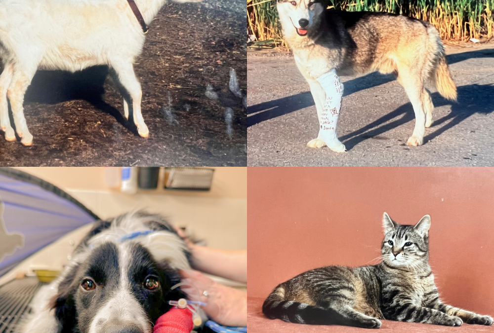 Celebrating 40 Years of the Charlie Fund: A Lifeline for Animals in Need Celebrating 40 Years of the Charlie Fund: A Lifeline for Animals in Need
