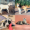 Celebrating 40 Years of the Charlie Fund: A Lifeline for Animals in Need