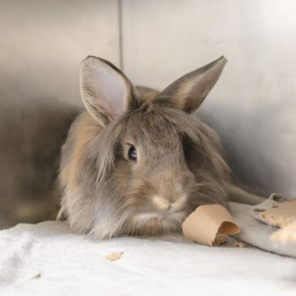 charlie Brown lionhead rabbit
