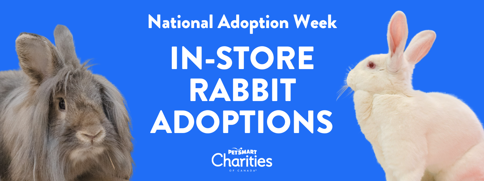 ntnl adoption week rabbit (1) ntnl adoption week rabbit (1)